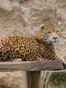 PROFEPA verifica acciones de bienestar animal en el Zoológico Zoochilpan